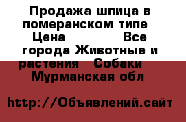 Продажа шпица в померанском типе › Цена ­ 20 000 - Все города Животные и растения » Собаки   . Мурманская обл.